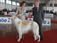 INTERNATIONAL DOGSHOW to BERGAMO - Italy