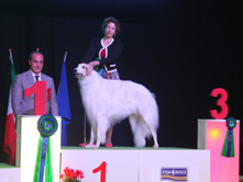 INTERNATIONAL DOGSHOW to BUSTO ARSIZIO - Italy